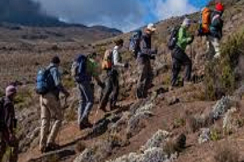 Oförglömlig Trek Kilimanjaro - 1 dag Rongai Route