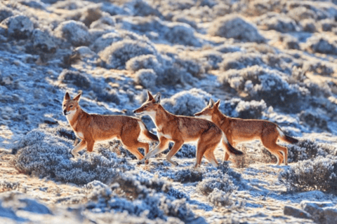 Addis Ababa: 6-Day Abijata Shalla NP & Bale Mountains Tour