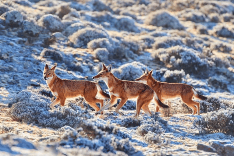 Addis Ababa: 6-Day Abijata Shalla NP & Bale Mountains Tour