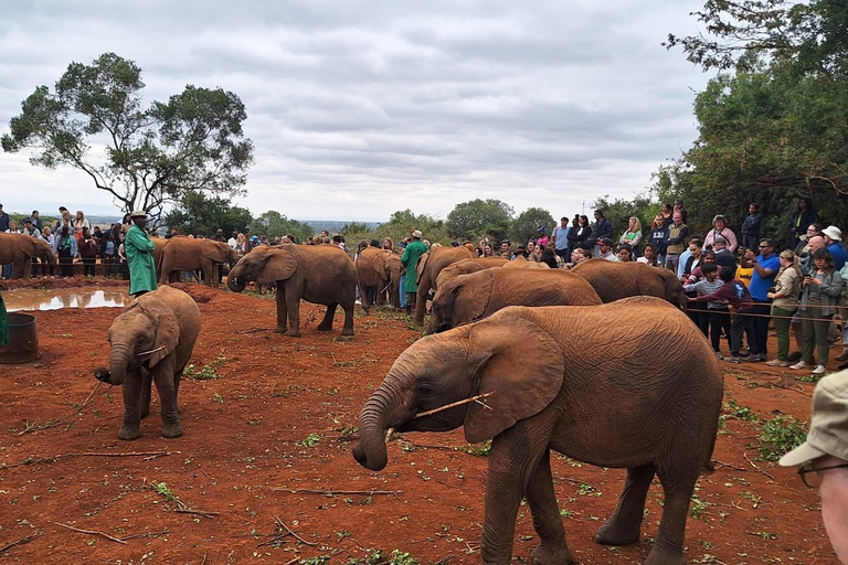 De Nairóbi: Excursão de um dia ao David Sheldrick Elephant TrustDe Nairobi: Excursão David Sheldrick Elephant Trust Day