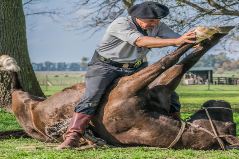 从布宜诺斯艾利斯出发：埃尔翁布德阿雷科（含接送服务）从布宜诺斯艾利斯出发：阿雷科的奥姆布树，含接送服务