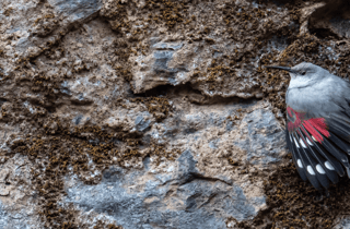 Kathmandutal: Bird Watching Tour mit Guide