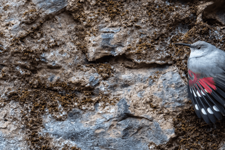 Kathmandu Valley: Bird Watching Tour with Guide