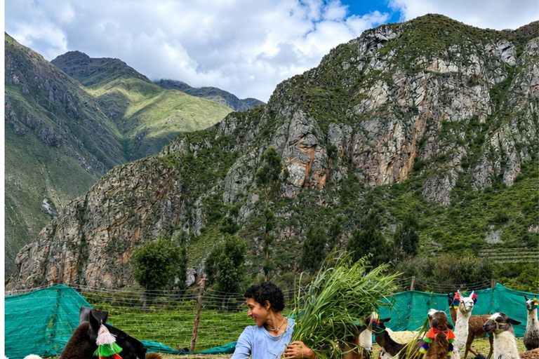 Llama Walk in the Inca Village of Ollantaytambo