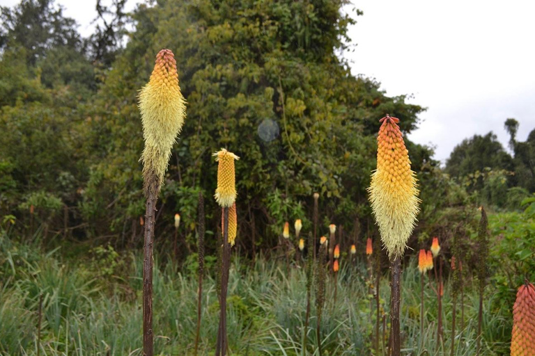 Addis Ababa: 6-Day Bale Mountains Guided Tour with Meals