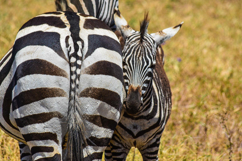 Tarangire National Park Day Trip with Pickup from Arusha