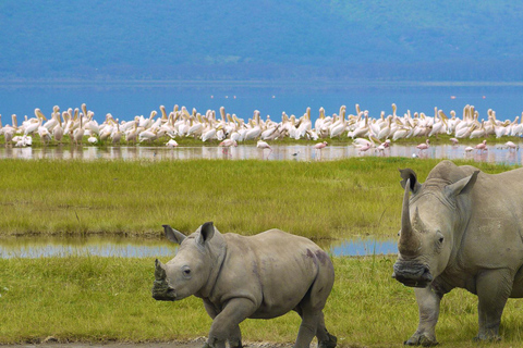 De Arusha: 8 dias de safári privado pela Grande Migração