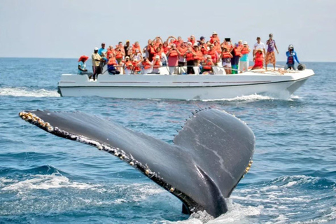 Hiriketiya: Mirissa Beach & Whale Watching Day Trip