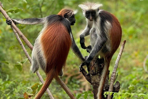 Zanzibar: Jozani Forest & Salaam Cave + Pickup & Entry fees