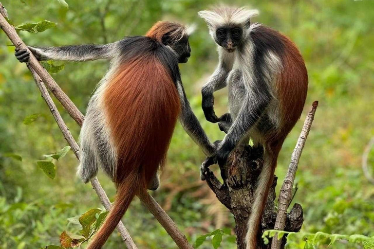 Zanzibar: Jozani Forest & Salaam Cave + Pickup & Entry fees