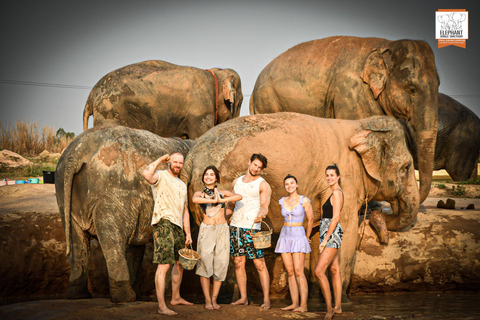 Pattaya: Elephant Jungle Sanctuary Feeding Experience