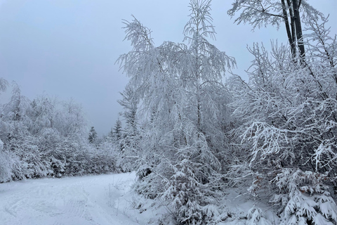 Geführte Skitouren im Bayerischen Wald