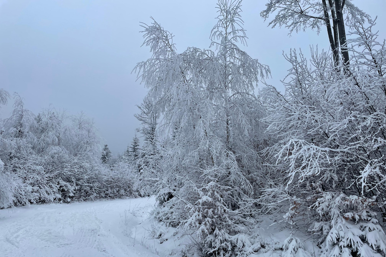 Guided ski tours in the Bavarian Forest