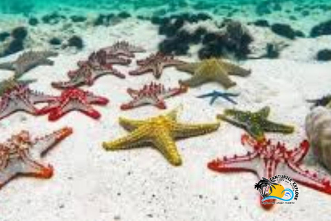 Zanzibar: prywatne nurkowanie w Błękitnej Lagunie i pływanie z rozgwiazdamiTransport do hotelu w dowolnym miejscu na Zanzibarze