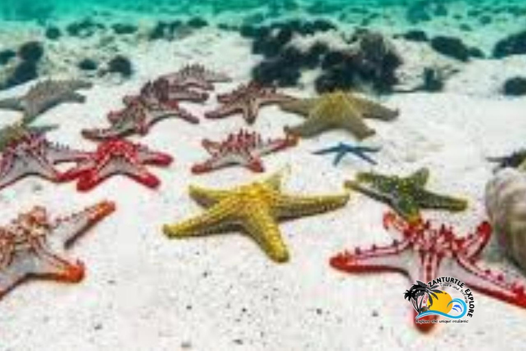 Zanzibar: prywatne nurkowanie w Błękitnej Lagunie i pływanie z rozgwiazdamiTransport do hotelu w dowolnym miejscu na Zanzibarze