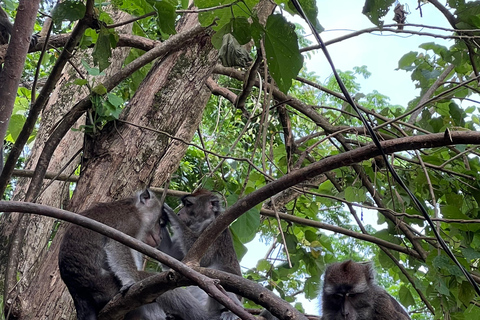 Passeios em Dumaguete em inglês