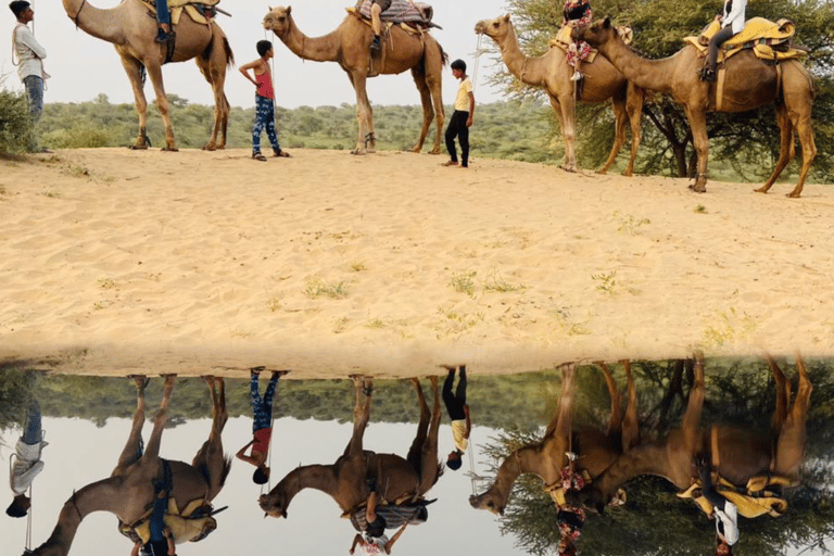 Safari à dos de chameau dans le désert de Jodhpur et safari en jeep avec repasSafari à dos de chameau et en jeep dans le désert de Jodhpur avec repas traditionnel