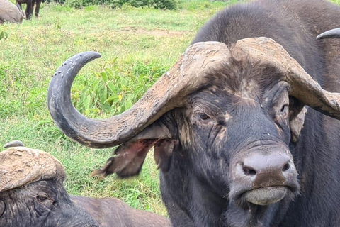 8-Day Authentic Kenya Safari with Culture, Safari & Wildlife