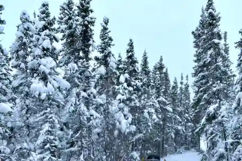 Passeios de snowmobile em Yellowknife