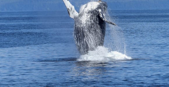 Tromsø Catamaran Whale Watching