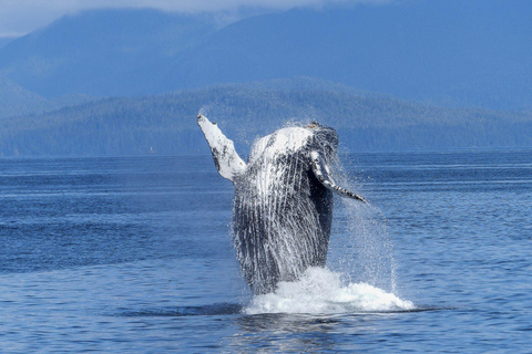 Safari aux baleines à Tromsø avec le MS Gabriele