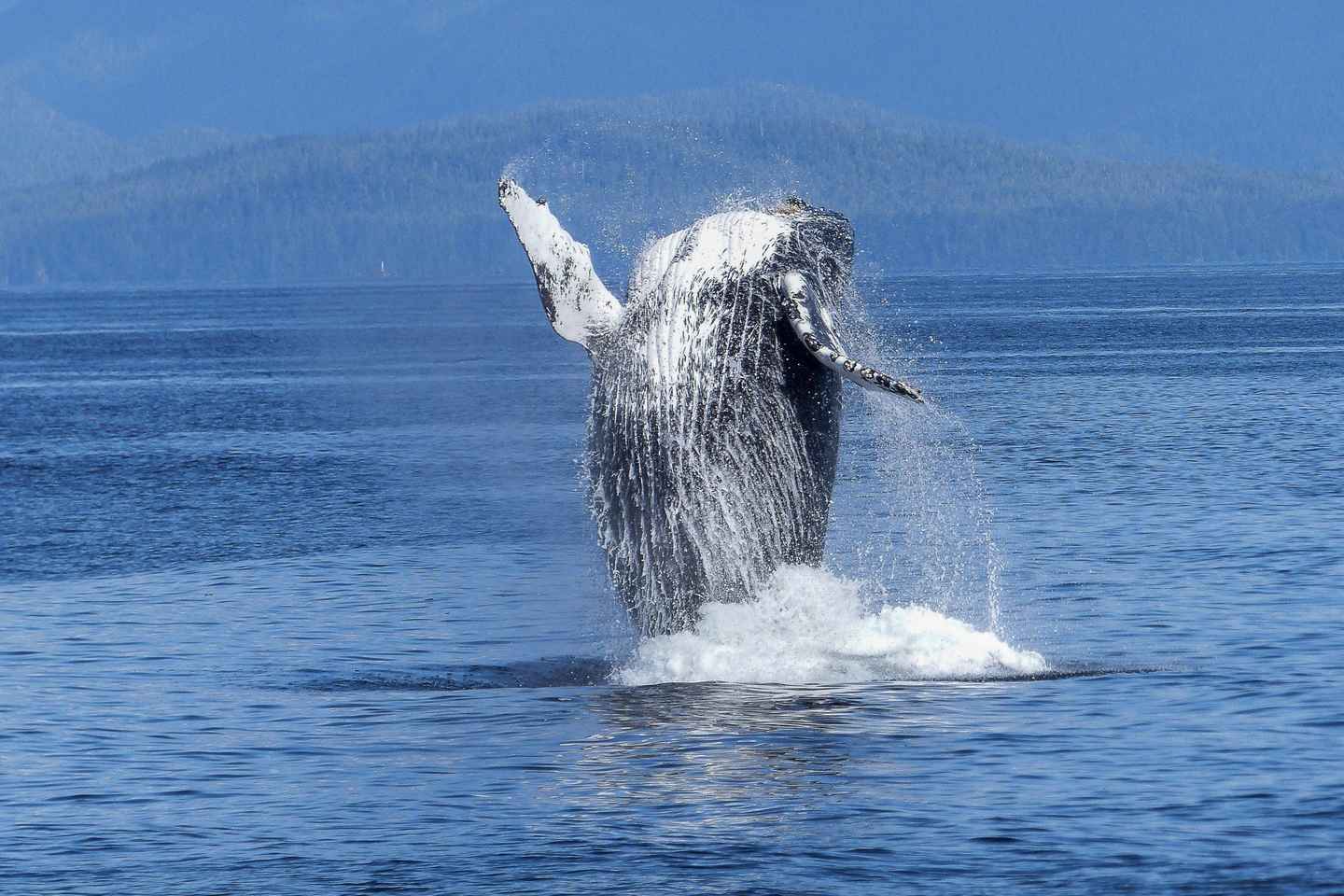 Safari de Ballenas en Tromsø con MS Keiser Wilhelm