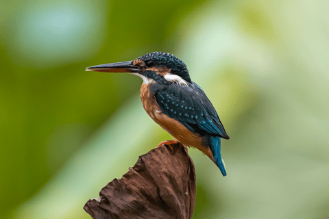 2-Day Tarangire National Park and Ngorongoro Crater Safari