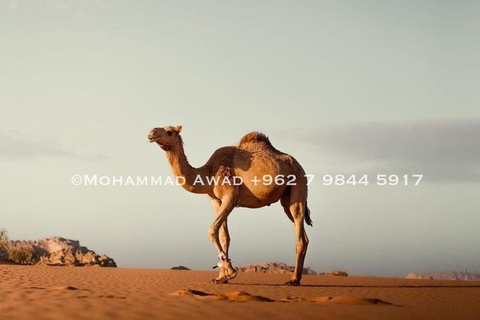 VIP 2-Day Private Petra, Wadi Rum & Dead Sea ( Martian ) bubble luxury Tent 5 star suncity camp
