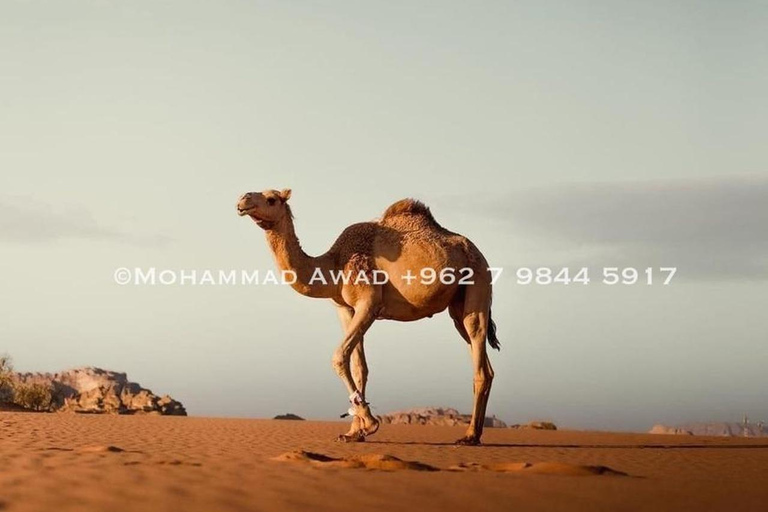 VIP 2-Day Private Petra, Wadi Rum & Dead Sea ( Martian ) bubble luxury Tent 5 star suncity camp