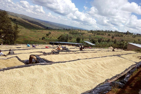 Kigali: 2-Day Kinunu Coffee Tour & Lake Kivu Exploration