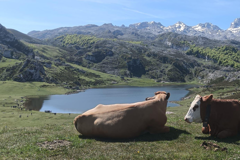 Covadonga y Cascos Históricos Cangas de Onís y LastresVisite avec prise en charge à Oviedo