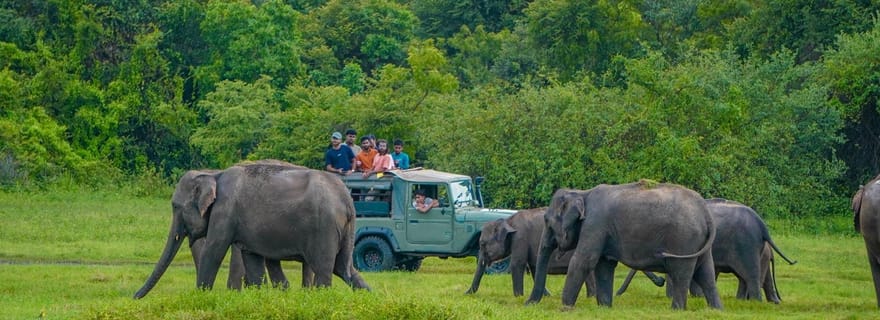 Depuis Sigiriya : safari à dos d'éléphant dans le parc national de Minneriya