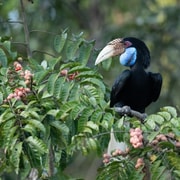 Khao Yai National Park: Wild Days, Rainforest Trek & Lunch