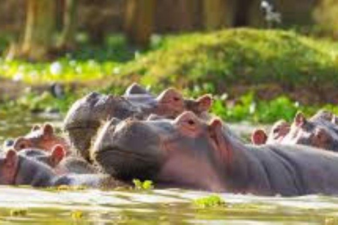 Excursion d'une journée au lac Nakuru et tour en bateau à Naivasha