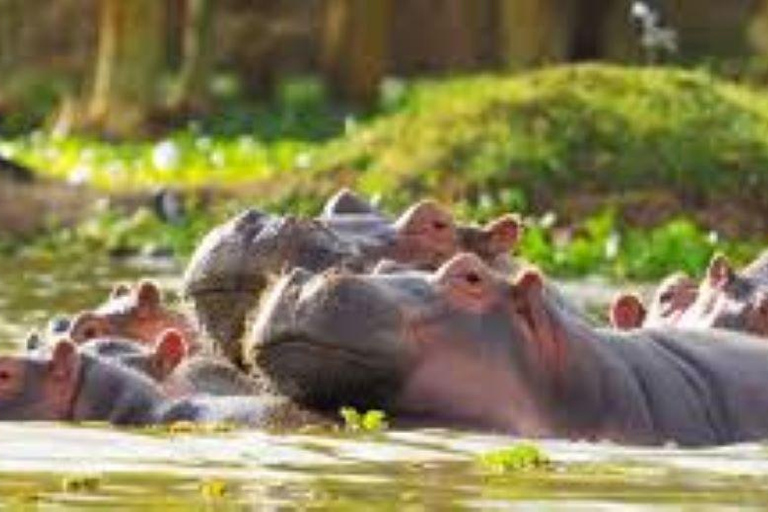 Excursion d'une journée au lac Nakuru et tour en bateau à Naivasha