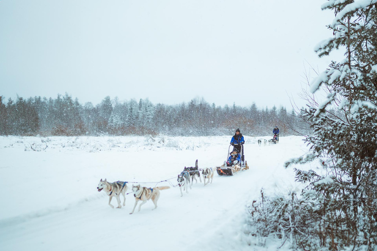 Rovaniemi : Balade en traîneau à huskies au début de l&#039;hiver