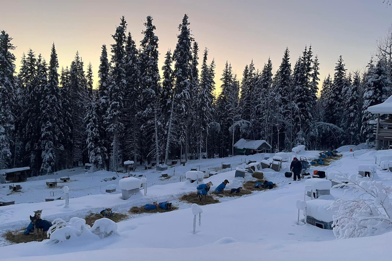 Fairbanks: Guided Dog Mushing Tour in Alaskan Winter