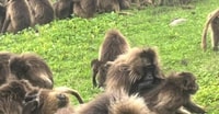 Día de Trek a Simien Mountain - Hizvo