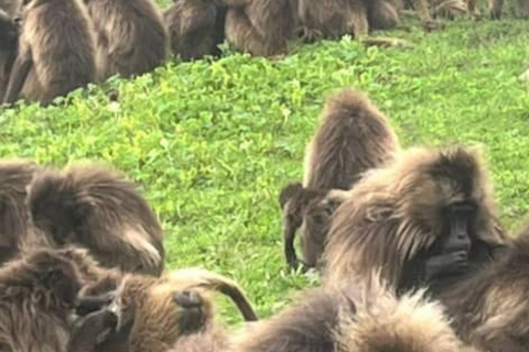 Jednodniowy trekking na górę Simien