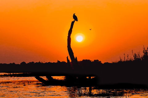 Chobe River Private 3 Hour Boat Safari