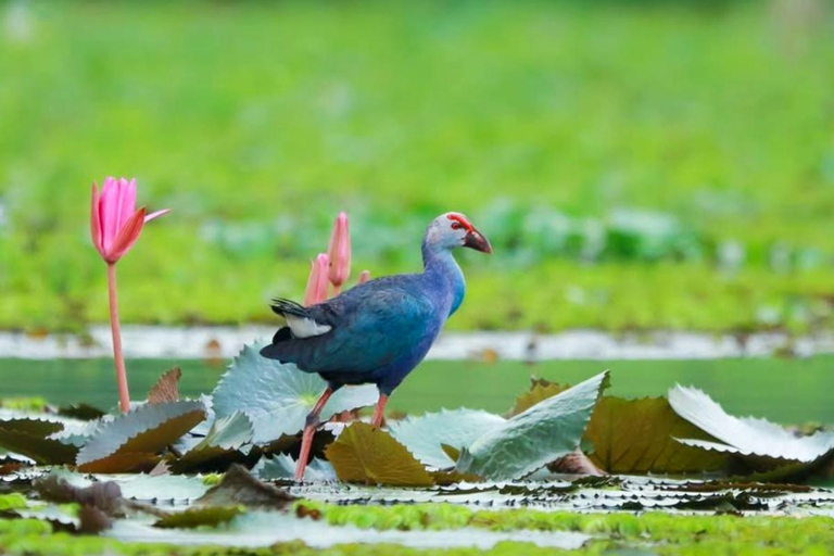 Excursion au point de vue de Malarikkal au départ de Cochin - Le joyau caché du KeralaVisite du point de vue de Malarikkal depuis Cochin, le joyau caché du Kerala