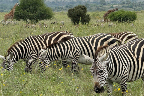 Mombasa/Diani: Private Overnight Tsavo East Safari