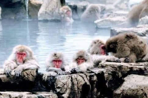 Von Tokio &amp; Nagano: Luxuriöse Snow Monkey Private 1 Day Tour