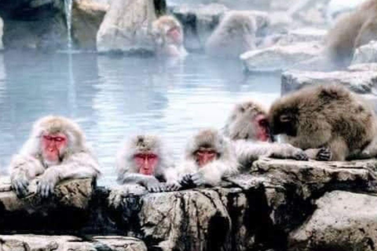 From Tokyo & Nagano: Luxury Snow Monkey Private 1 Day Tour