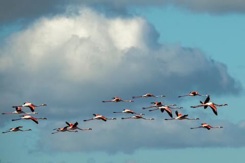 Doñana: 4x4 Trip and Exclusive Access to Coto del Rey Daily 4x4 visit to Doñana National Park