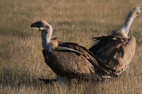 Yerevan: Private Birdwatching Experience