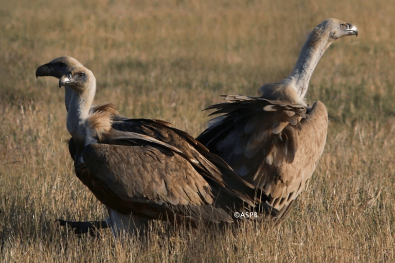 Yerevan: Private Birdwatching Experience