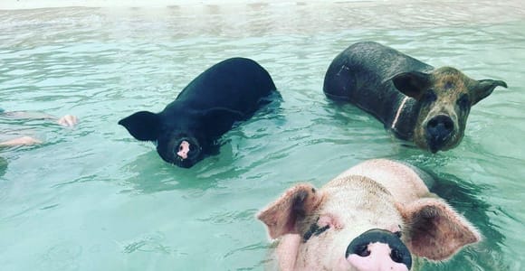 Nassau: Snorkeling, Swimming Pigs, Turtles & beach bar