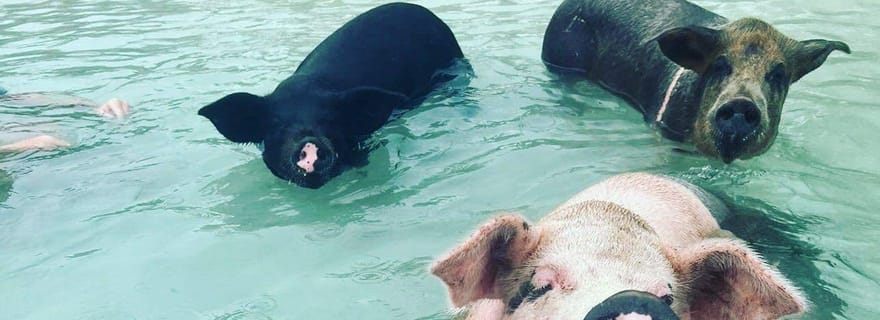 Nassau : Plongée en apnée, cochons nageurs, tortues et bar de plage