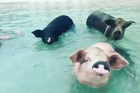 Nassau : Plongée en apnée, cochons nageurs, tortues et bar de plage